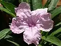 Ruellia simplex, pink