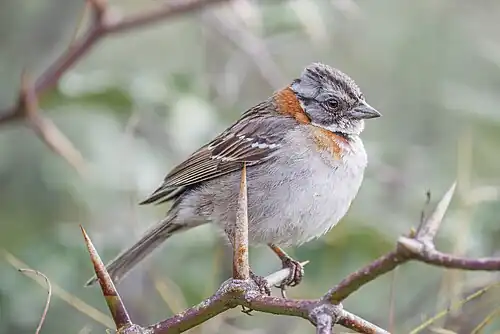 Z. c. chilensis Santiago, Chile