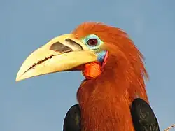 Rufous-necked hornbill (Aceros nipalensis)