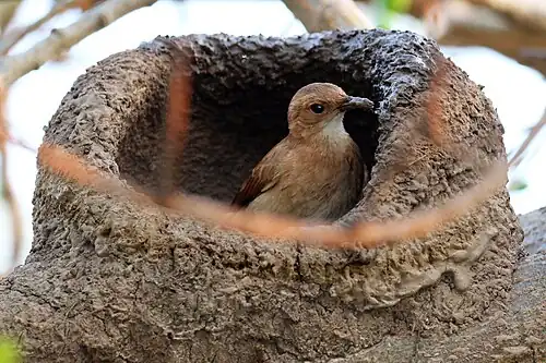 F. r. commersoni building nest The Pantanal, Brazil