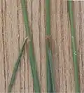 Festuca ovina subsp. hirtula ligula