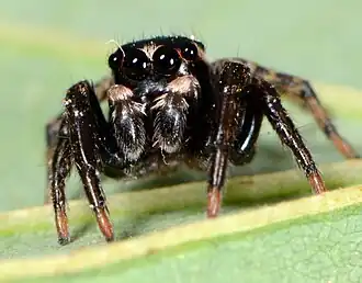 male R. laxus