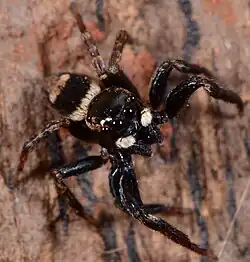 female R. laxus