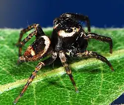 male R. laxus