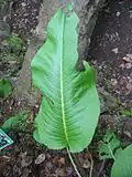 Leaf