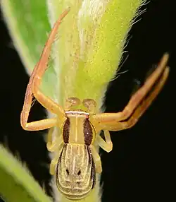 juvenile male R. aethiops