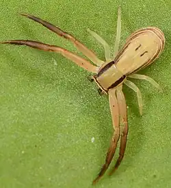female