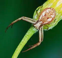 female