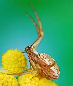 female