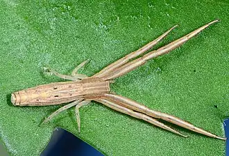 female