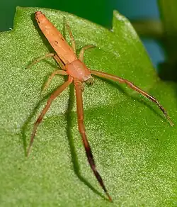 male R. flavida