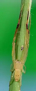male