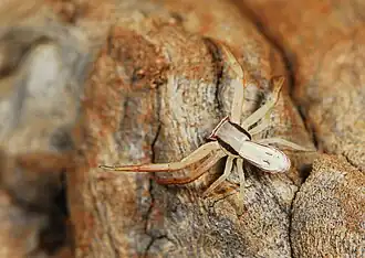 juvenile female