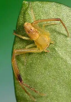 male