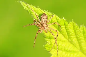Philodromus sp. from Maryland, USA