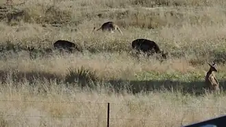 Rural views (cows and wallabies), Lyra, 2015