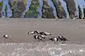 Southern elephant seals