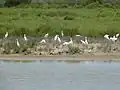 Egretta garzetta
