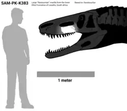 Large Indeterminate loricatan partial maxilla