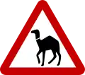 Camel crossing