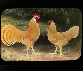 A buff pair