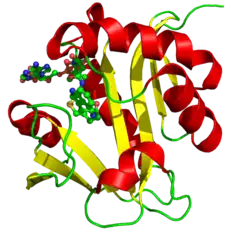 3D structure of serotonin N-acetyltransferase