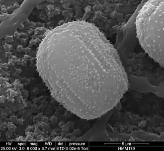 Pollen grain