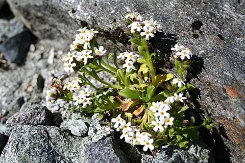 Flowering plant of subsp. lyallii