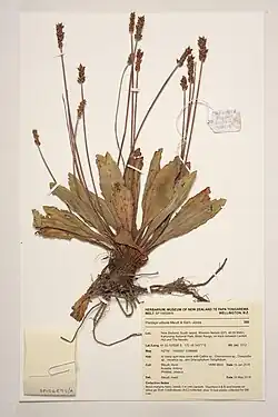 Te Papa herbarium specimen collected in Kahurangi National Park, South Island, New Zealand, in 2018