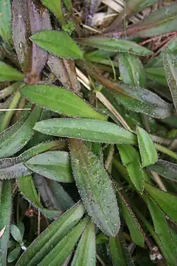 Leaves of P.&nbsp;udicola