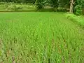 Fields left almost dry