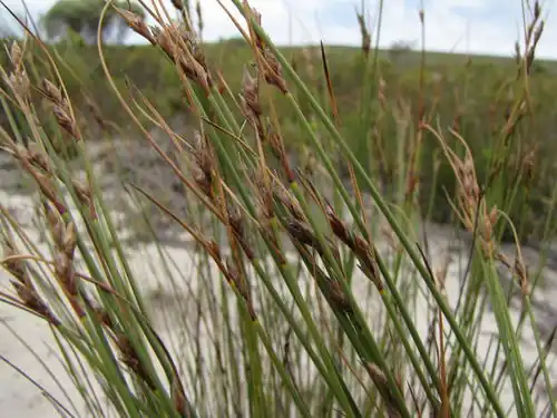 Flowering heads