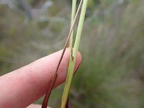 Ligule