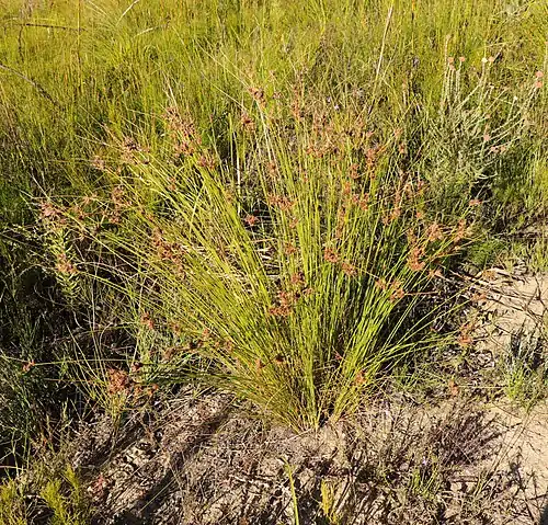 Growth form