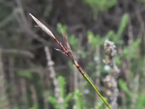 Flowering head