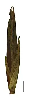 Spikelet (the black scale bar represents 1 mm)