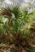 A fully grown specimen of Sabal miamiensis, showing the strongly costapalmate leaves and the acaulescent or barely caulescent trunk. The location is in native scrub vegetation. Mature fruits are visible.