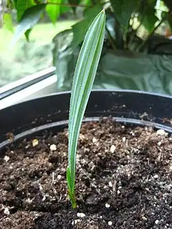 Young Sabal minor seedling