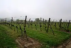 Vineyards in Saint-Mont