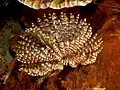 Sabellastarte indica (Indian feather duster worm)