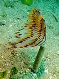 S. sanctijosephi