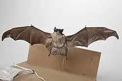 Brown bat