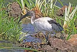 Immature sacred ibis, Uganda