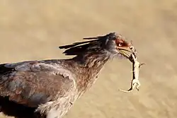 brownish bird with small, dead lizard in its mouth