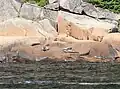 Harbour seals inside the park