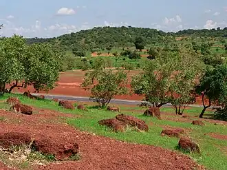 Sahel forest