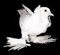 Saint Pigeon White YH