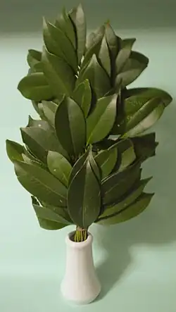 Sakaki branches