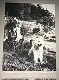 Ruth siastenu Sehome Shelton working in the Tulalip cemetery with her dog, possibly a woolly dog mix, 1922