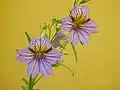 S. sinuata : close-up of pale purple-flowered form.